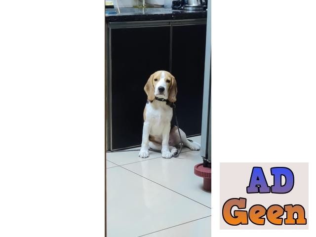 used 6 months old Beagle male puppy for sale for sale 